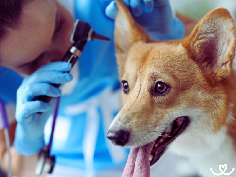 Jak-naucit-psa-chodit-k-veterinari (10)